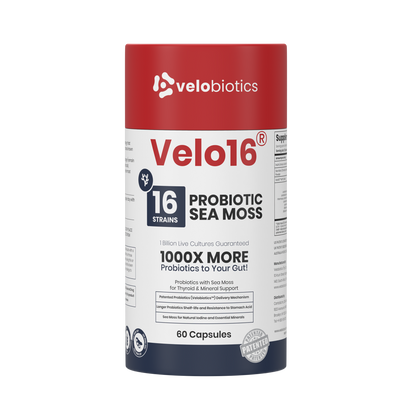 Velo16 Probiotics Sea Moss supplement with 16 strains, lion’s mane, and patented probiotics for gut and cognitive support.