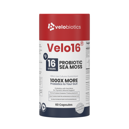Velo16 Probiotics Sea Moss supplement with 16 strains, lion’s mane, and patented probiotics for gut and cognitive support.