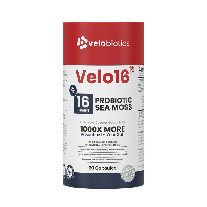 Velo16 Probiotics Sea Moss supplement with 16 strains, lion’s mane, and patented probiotics for gut and cognitive support.